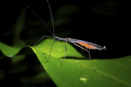 Ghost insect (Phasmatodea) sitting on a leaf, at night in the tropical rainforest, Heredia province, Costa Rica