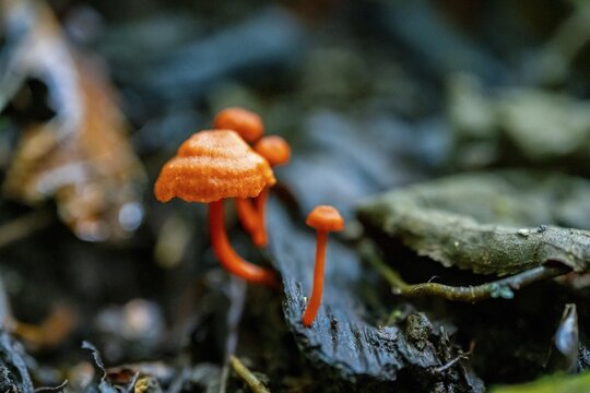 Small red mushroom growing on dead wood, Refugio Nacional de Vida Silvestre Mixto Bosque Alegre, Alajuela province, Costa Rica