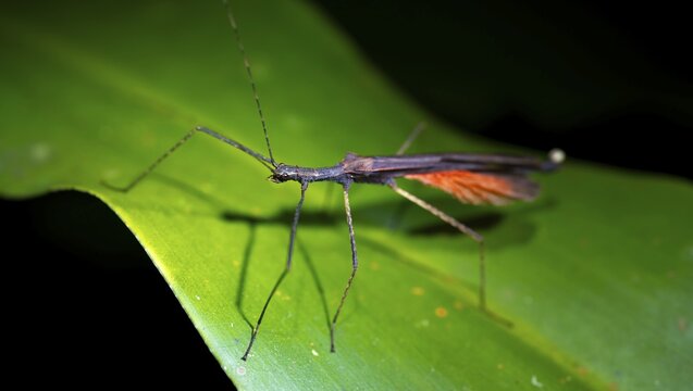 Ghost insect (Phasmatodea) sitting on a leaf, at night in the tropical rainforest, Heredia province, Costa Rica