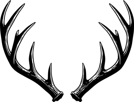 Detailed black and white illustration of deer antlers facing each other. Vector illustration
