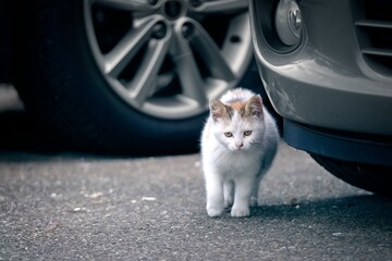 Sad stray kitten walks along the street. Horizontal image. 