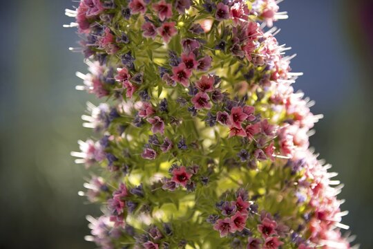 Echium wildpretii (Echium wildpretii), blueing, Teide National Park, Tenerife, Canary Islands, Spain