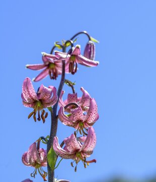 Lilium martagon in front of a blue sky, Entraunes, D&eacute;partement Alpes-Maritimes, France