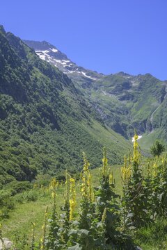 Flowering mullein (Verbascum), hike to Refugio Soria Ellena, Entracque, province of Cuneo, Italy