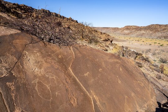 Depictions of animals on a rock slab, petroglyphs, rock engravings, Twyfelfontein, Kunene, Namibia