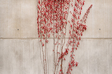 ivy with red leaves growing on a concrete wall in autumn