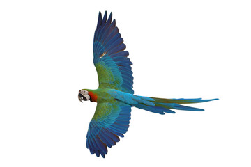 Colorful flying Harlequin Macaw parrot isolated on transparent background png file	