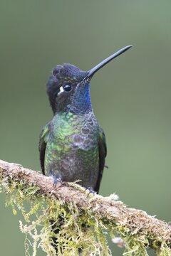 Violet-crowned Brilliant Hummingbird (Eugenes fulgens), Parque National Los Quetzales, Costa Rica