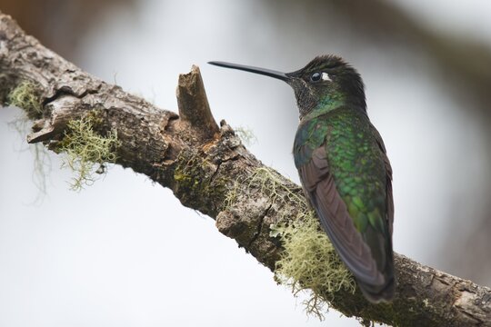 Violet-crowned Brilliant Hummingbird (Eugenes fulgens), Parque National Los Quetzales, Costa Rica