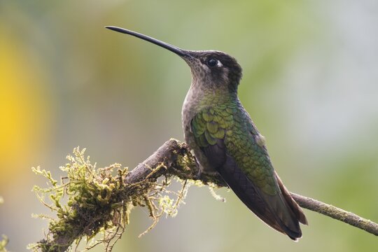 Violet-crowned Brilliant Hummingbird (Eugenes fulgens), Parque National Los Quetzales, Costa Rica