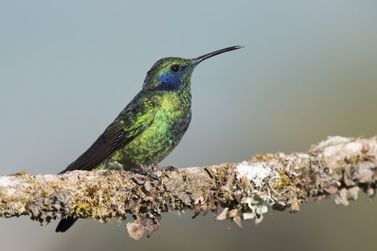 Small violet-eared hummingbird (Colibri thalassinus), Parque National Los Quetzales, Costa Rica