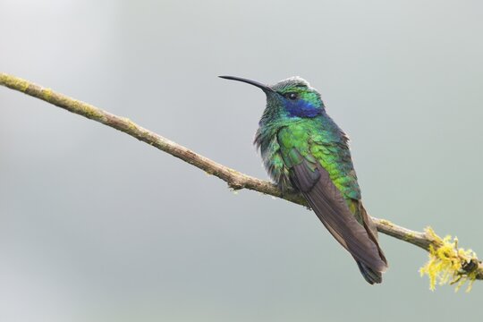 Small violet-eared hummingbird (Colibri thalassinus), Parque National Los Quetzales, Costa Rica