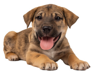 Fototapeta premium Puppy isolated, little dog, happy smiling pet puppy sitting on the ground looking front, cute puppy portrait, isolated on a transparent background, professional pet photography