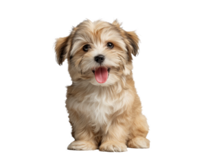 Puppy isolated, little dog, happy smiling pet puppy sitting on the ground looking front, cute puppy portrait, isolated on a transparent background, professional pet photography