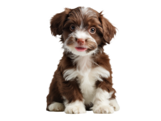 Puppy isolated, little dog, happy smiling pet puppy sitting on the ground looking front, cute puppy portrait, isolated on a transparent background, professional pet photography