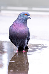 City Street Pigeon
