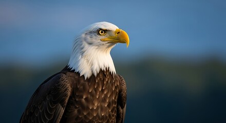 Obraz premium Majestic Bald Eagle Portrait.