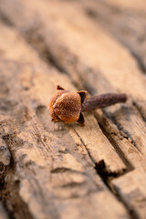 Dried clove  spice  isolated on wooden background. 