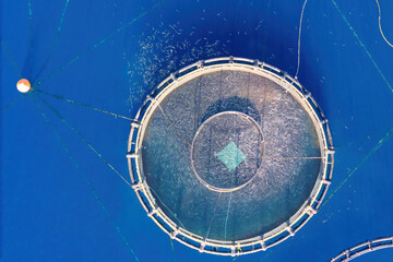 Fish farming infrastructure surrounded by wild species. Feed leakage alters natural feeding patterns and fish aggregation