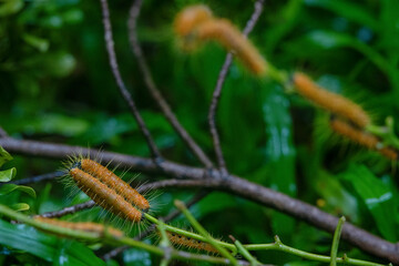 Hairy caterpillars are eating leaf and walking on the tree.
