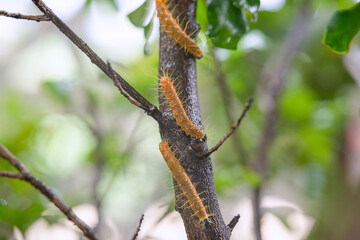 Hairy caterpillars are eating leaf and walking on the tree.