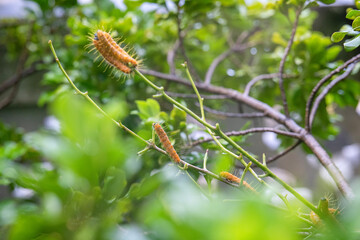 Hairy caterpillars are eating leaf and walking on the tree.