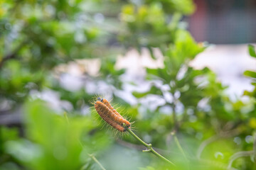 Hairy caterpillars are eating leaf and walking on the tree.
