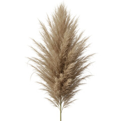 Fototapeta premium Fluffy decorative pampas grass cortaderia selloana stalk isolated on transparent or white background. PNG