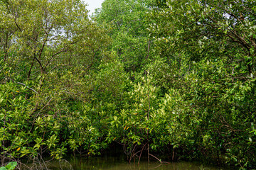 mangrove tree roots that grow above sea water. Mangroves function as plants
