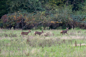 roe deer with fawns in the countryside