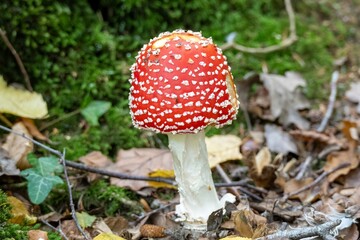 close up of fly agaric a species of amanita mushroom