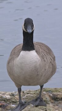 Canada Goose (Branta canadensis) on land, rising up to flap its wings. October, Kent, UK (Half speed) Vertical