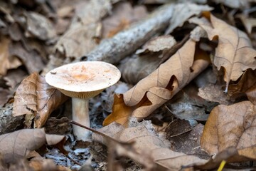 yellowdrop milkcap mushroom a species of lactarius