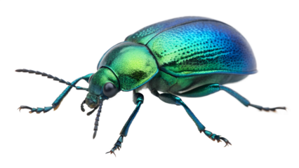 Isolated iridescent beetle specimen close-up, vibrant colors, metallic sheen, detailed insect shot