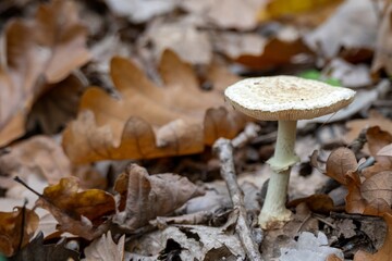 false death cap a species of amanita mushroom
