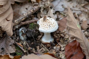 suillia variegata resting on a false death cap a species of amanita mushroom