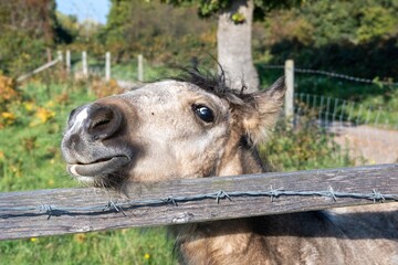 close up of cute pony foal looking over the fence