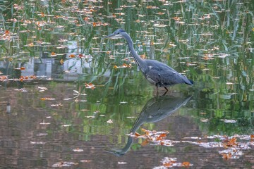 grey heron ardea cinerea with reflection in the water
