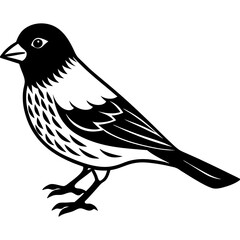 Obraz premium Canary Vector Illustration – Bright Yellow Bird Graphic Design for Digital Use