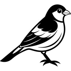 Fototapeta premium Canary Vector Illustration – Bright Yellow Bird Graphic Design for Digital Use