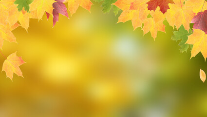 Fototapeta premium Yellow-orange-green maple leaves on a background of autumn nature with copy space. Banner format
