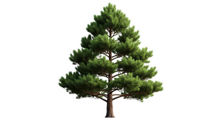 Naklejka premium Detailed Scots pine tree illustration isolated PNG with Transparent Background