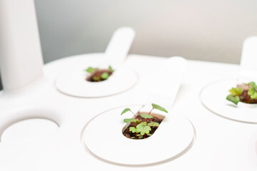 Small seedlings sprouting in white hydroponic pods of a smart indoor garden, concept of modern technology and home agriculture