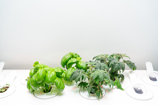 Basil and tomato plants growing together in a white hydroponic system under LED light, symbolizing modern home agriculture