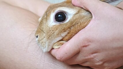 A beige Easter bunny sits on a person's arms. Cute rabbit on hands. Gentle pet stroking. Soothing close human-animal contact. Zoo therapy for children and adults. Chill vibe. High quality 4k footage. - Powered by Adobe