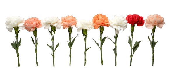 Carnation flowers arrangement isolated with transparent background floral display