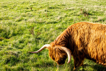 Scottish Highland Cow