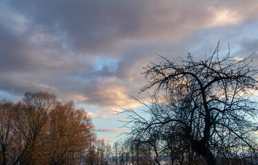 Silhouetted trees against a dramatic sky filled with clouds at dusk, showcasing the beauty of nature and the transition from day to night in a serene landscape