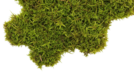 Green moss close-up isolated PNG with Transparent Background