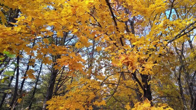 Peaceful autumn maple branches with yellow foliage. Perfect for spa, meditation, and background cinematic visuals.